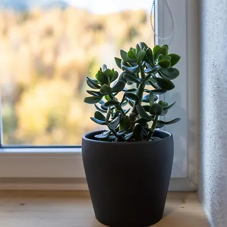 Vlasta Apt. #401 Apartman Vysoké Tatry